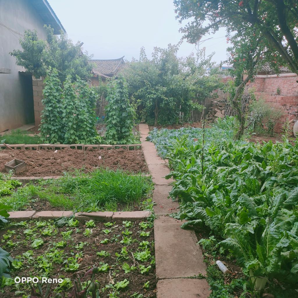 “巾帼生态小菜园”让乡亲增收 为乡村添景