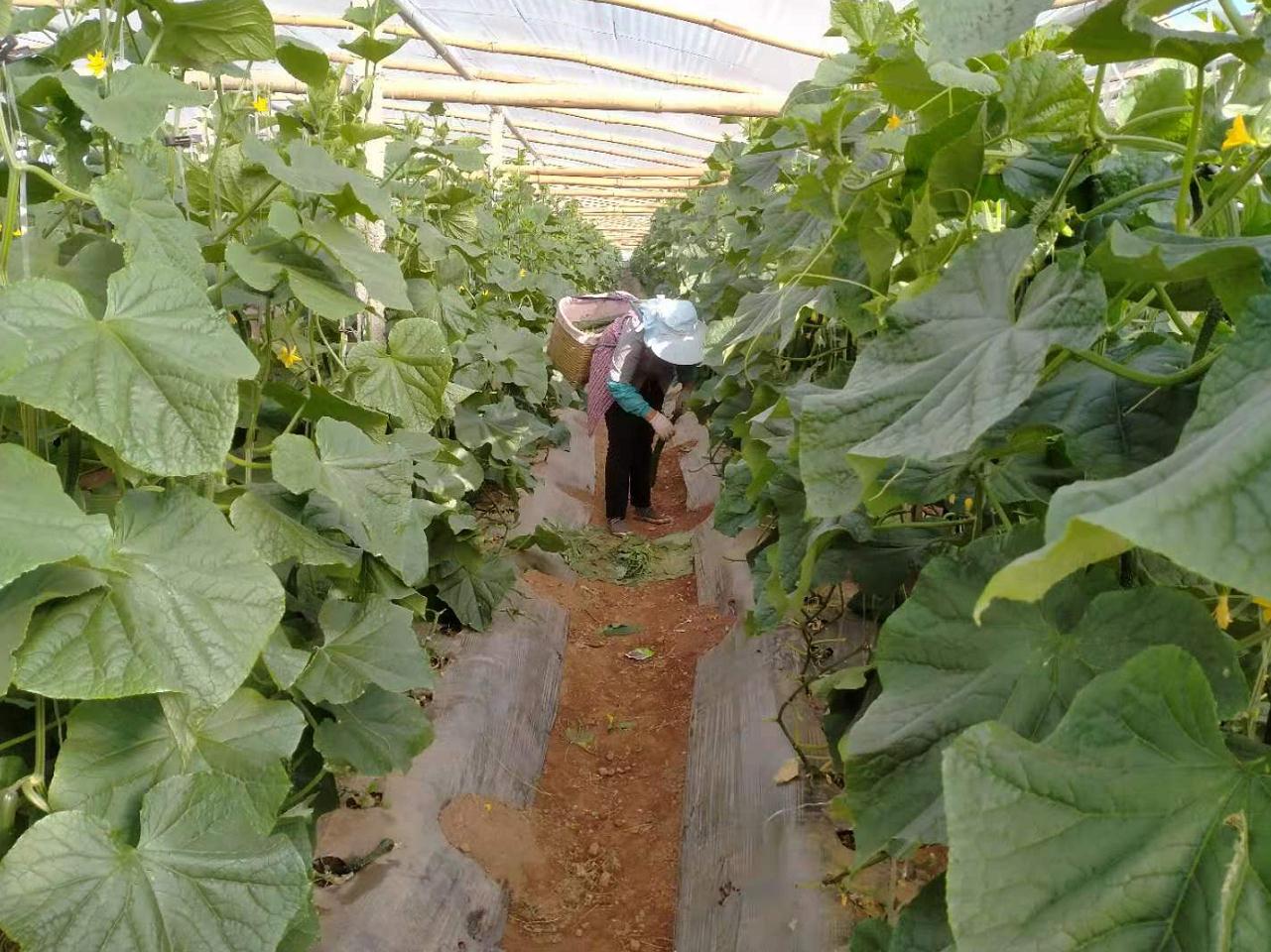 温室大棚栽培黄瓜怎样做才能促进其根系发达