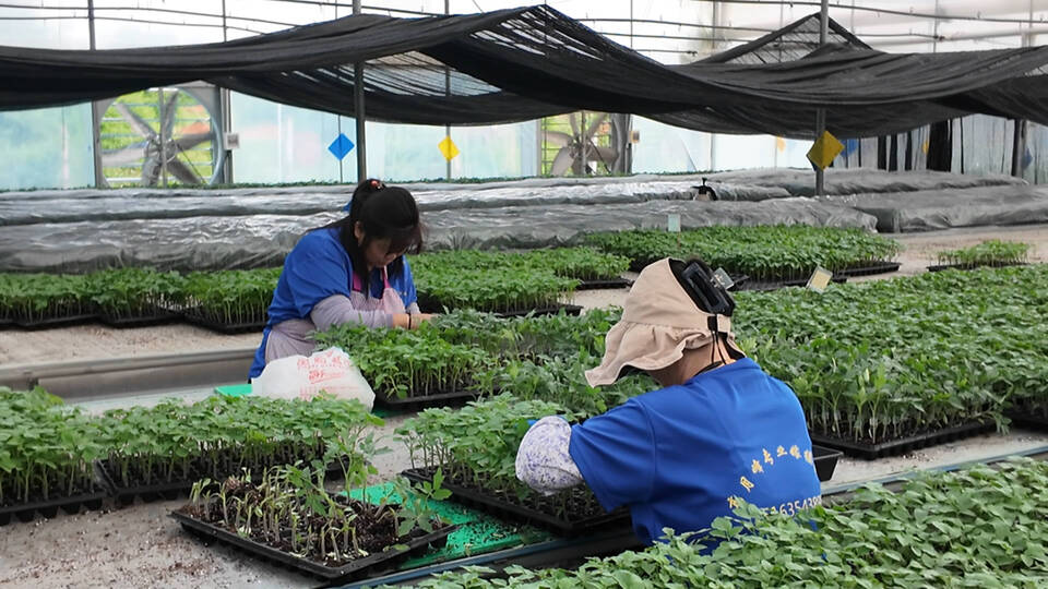 云南金诚种子科技有限责任公司的育苗大棚内工人正在嫁接番茄苗.jpg