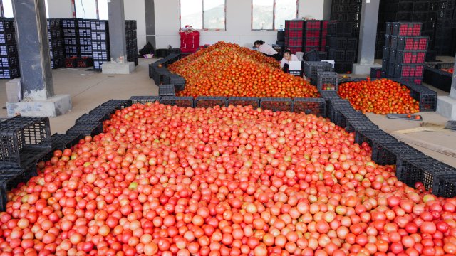 (采访传编辑)云南元谋:一棵菜“三头甜” 产业工人正在对番茄进行装箱2.jpg