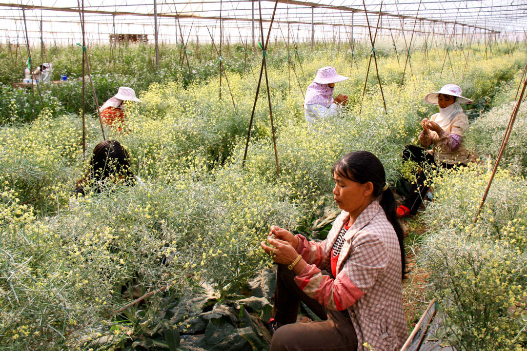 1652774440166757.jpg?x-oss-process=style/w10 元谋3.jpg?x-oss-process=style/w10