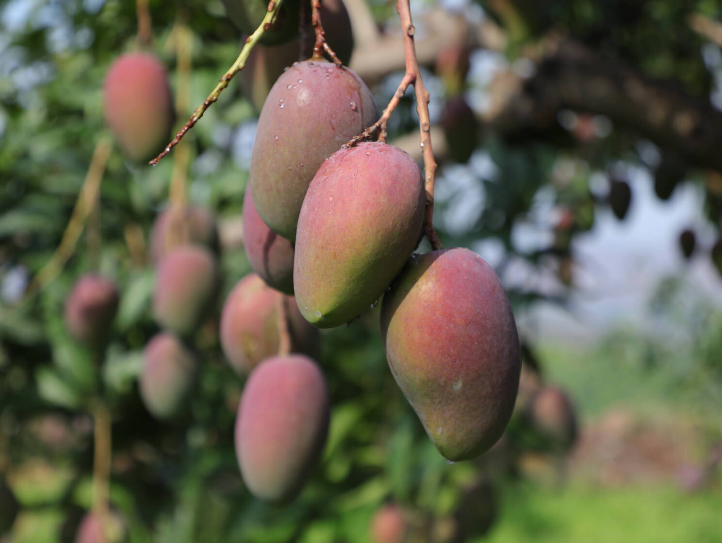 1W1A9067.JPG 1W1A9067.JPG