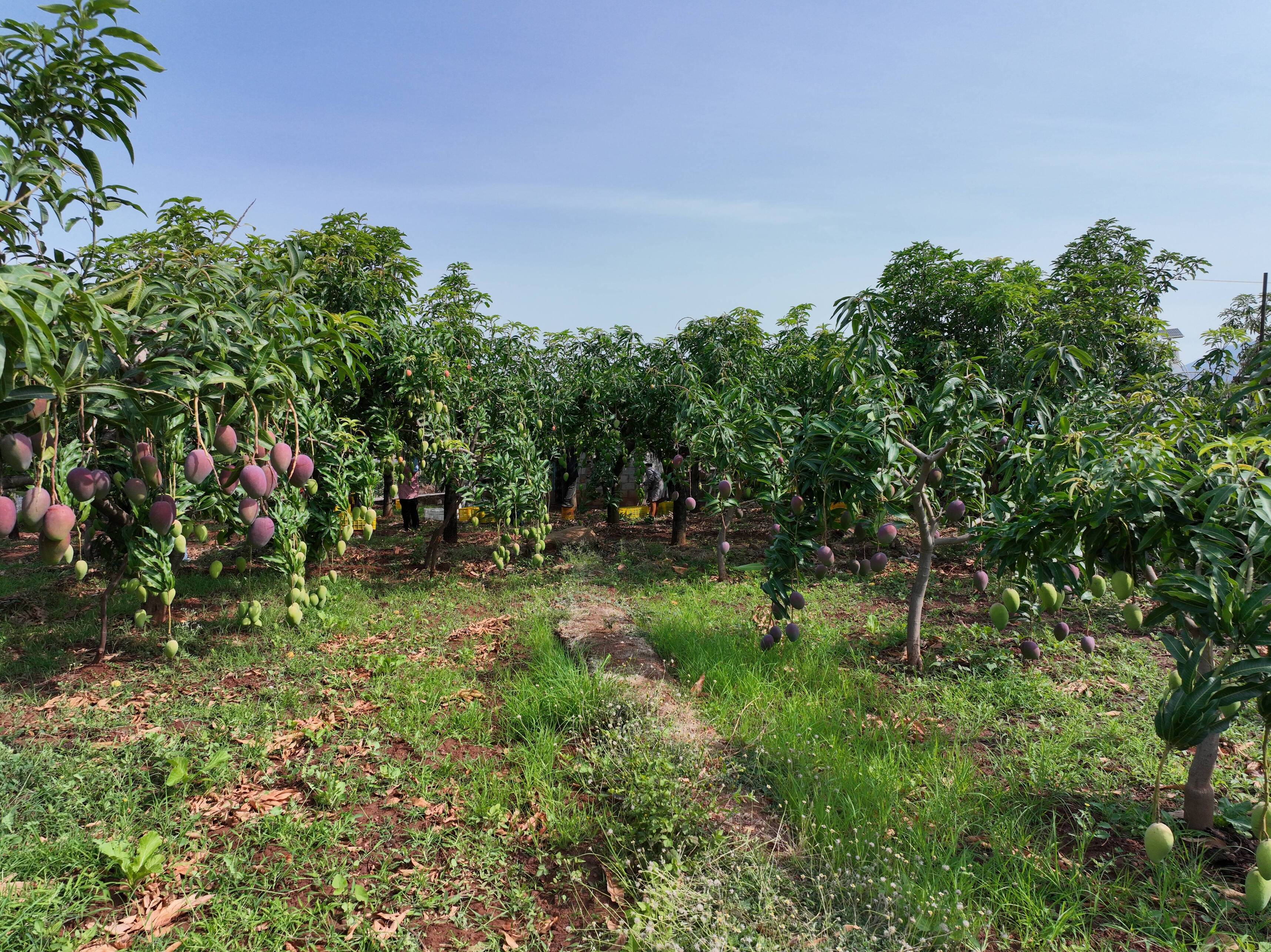 复制图片 复制图片