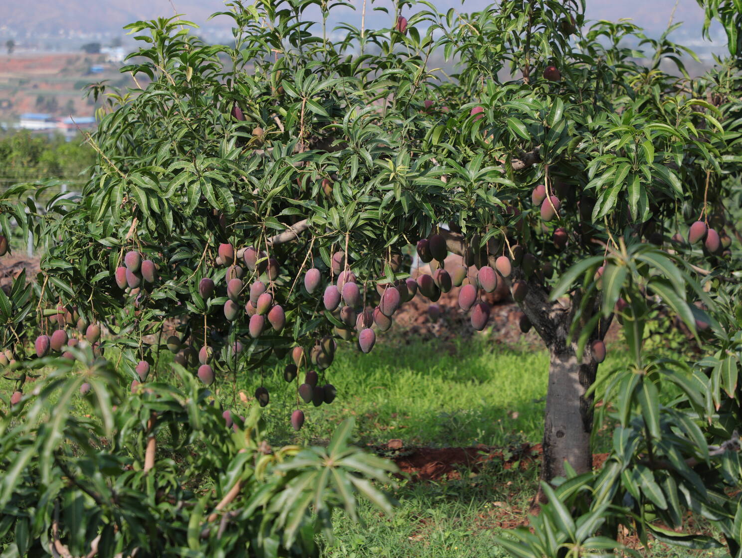 复制图片 复制图片